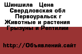 Шиншила › Цена ­ 1 500 - Свердловская обл., Первоуральск г. Животные и растения » Грызуны и Рептилии   